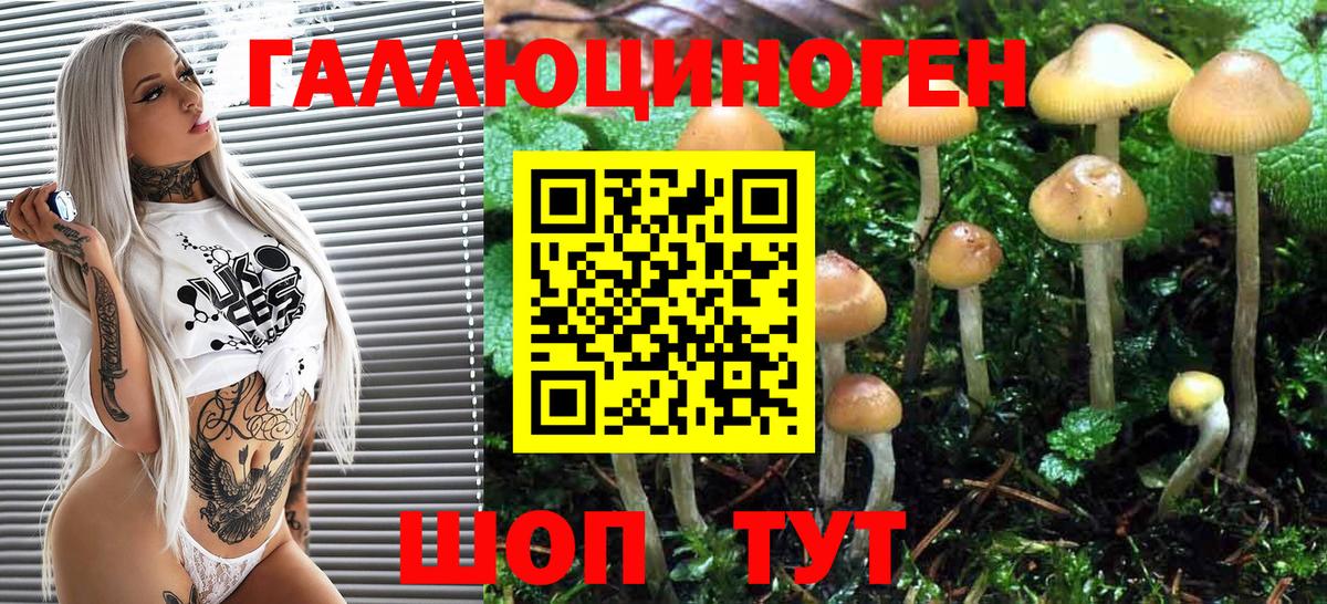 Кингисепп  Псилоцибиновые грибы MAGIC MUSHROOMS  Вход с VPN  Псилоцибиновые грибы Psilocybine cubensis 